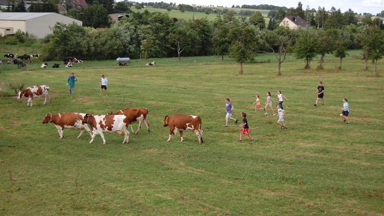 A group of people is walking on a meadow with cows. In the background, trees and some buildings can be seen.