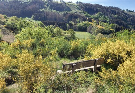 Ginsterblüte im Irsental, © Tourist-Information Islek, Ingrid Wirtzfeld