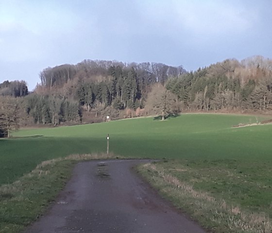 Un chemin de terre serpente &agrave; travers des pr&eacute;s verts en direction d'une colline bois&eacute;e. Le ciel est bleu et clair., &copy; Felsenland S&uuml;deifel Tourismus GmbH