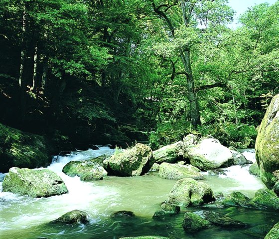 Cours de la rivière Sauer