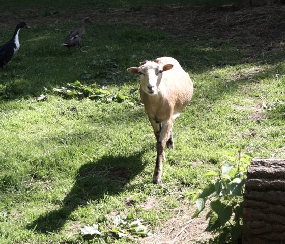 Zoo-alt01, &copy; Eifel-Zoo, Wallpott