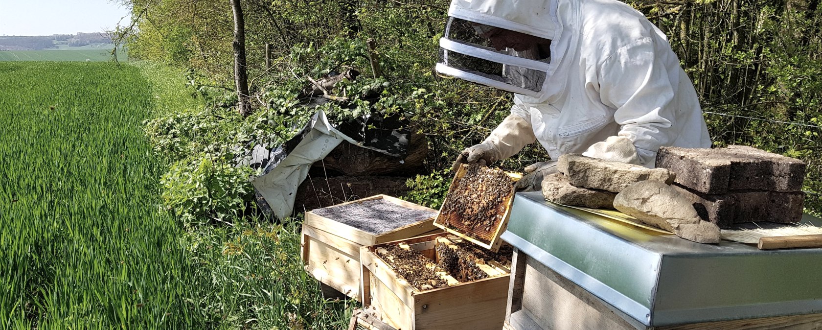 Imker, &copy; Anne Hilker