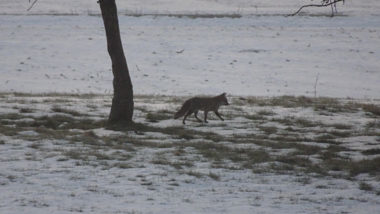 A fox is walking through a snow-covered landscape. In the background, there is a tree.