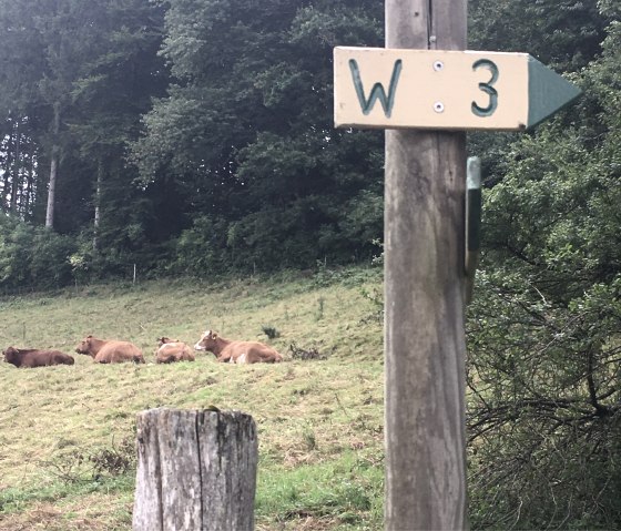 Ein Wegweiser mit der Aufschrift 'W3' zeigt nach rechts. Im Hintergrund liegen K&uuml;he auf einer Wiese vor einem Wald., &copy; Tourist-Info Bitburger Land M.Mayer