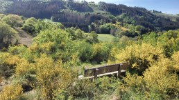 Ginsterblüte im Irsental, © Tourist-Information Islek, Ingrid Wirtzfeld