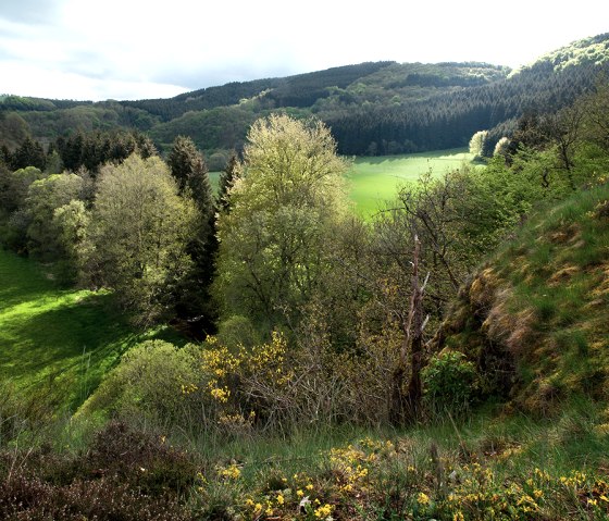 Itinéraire Eifelgold, buissons de genêts, © Naturpark Südeifel, Volker Teuschler