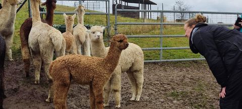 A group of alpacas stands on a farm. A person leans forward to interact with one of the animals.