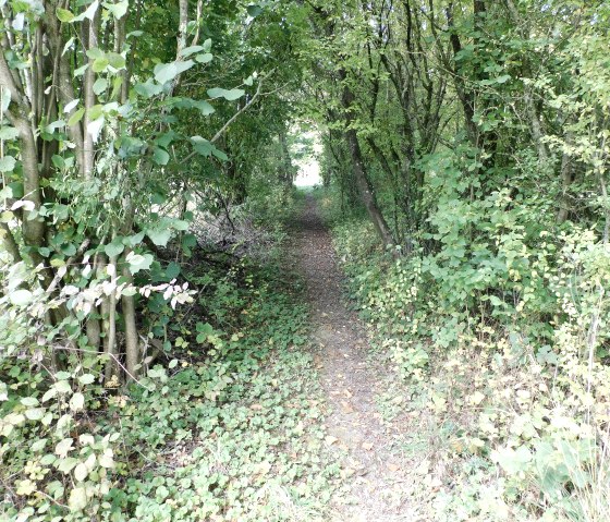 M&ouml;hn, &copy; Nicole Zimmer