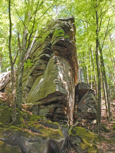 Ein beeindruckender Felsen umgeben von hohen Bäumen im Wald. Das grüne Blattwerk spendet Schatten und schafft eine ruhige Atmosphäre.