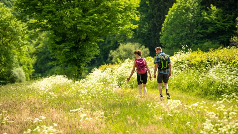 Zwei Wanderer gehen durch eine blühende Wiese mit Bäumen im Hintergrund.