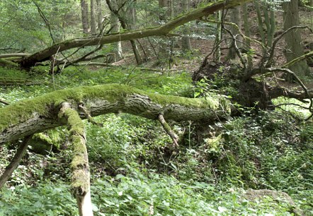 Bos idylle, &copy; V. Teuschler