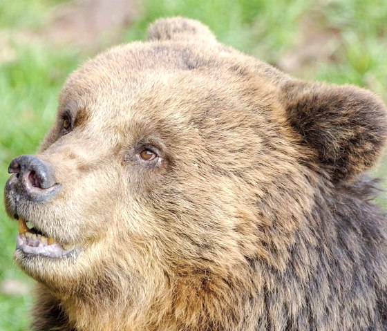 14eifelpark-braunbaer, &copy; Eifelpark Gondorf