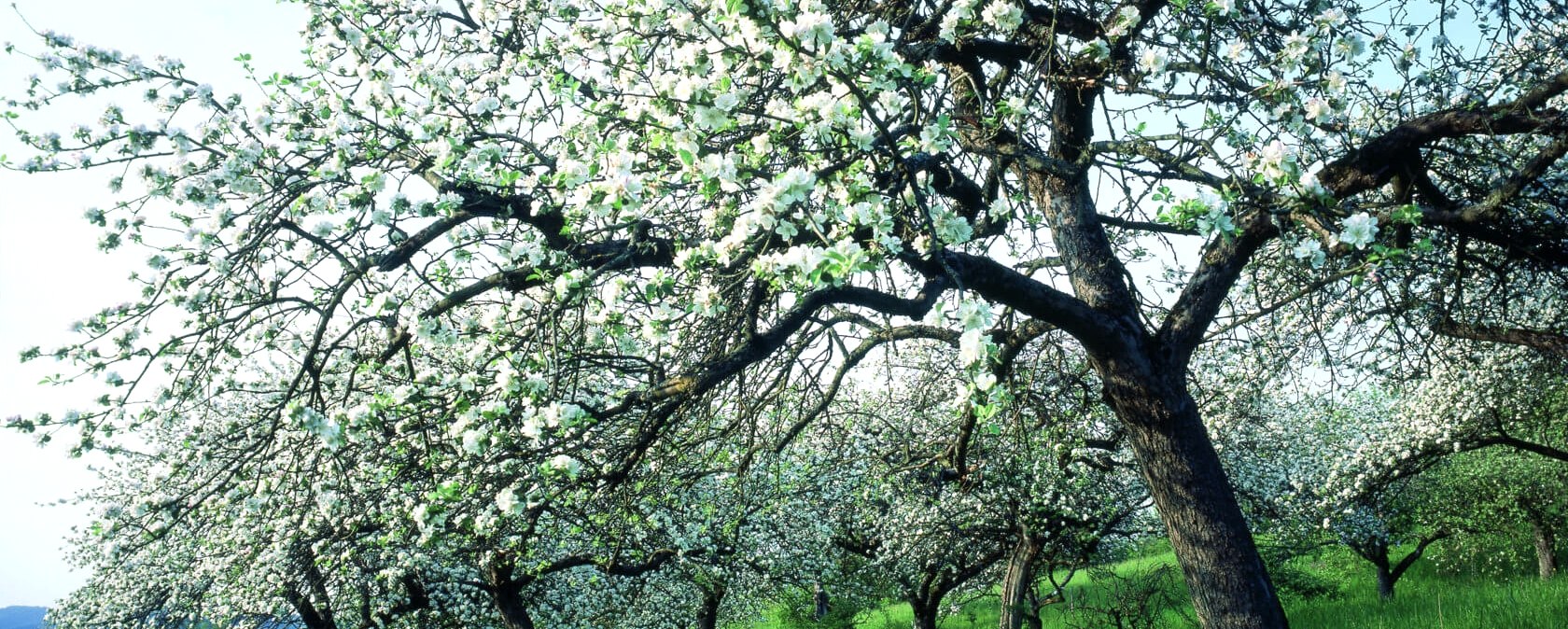Der Naturpark S&uuml;deifel, &copy; Eifel Tourismus/H.J. Sittig