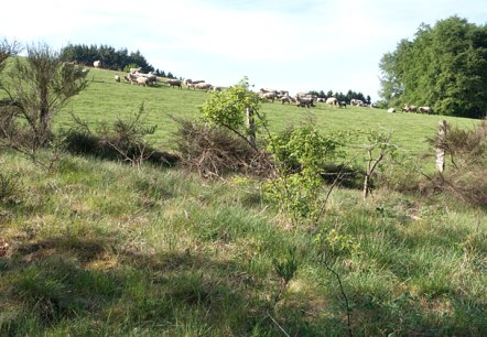 Eifelschafe, &copy; V. Teuschler