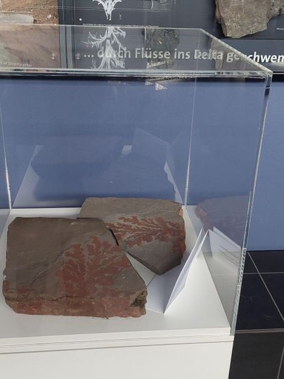 A display piece with two rock plates showing geological patterns. In the background, other fossil-like objects can be seen.