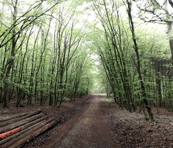 for&ecirc;t de Hochweiler, &copy; Deutsch-Luxemburgische Tourist-Info