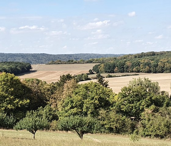 Blick auf eine Streuobstwiese mit gr&uuml;nen B&auml;umen im Vordergrund und weitl&auml;ufigen Feldern sowie bewaldeten H&uuml;geln im Hintergrund unter blauem Himmel., &copy; TI Bitburger Land - Steffi Wagner
