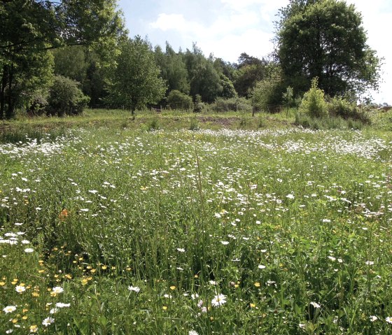 Bl&uuml;hende Wildblumenwiese mit G&auml;nsebl&uuml;mchen und gelben Blumen, umgeben von gr&uuml;nen B&auml;umen unter blauem Himmel., &copy; Valentin Stamer