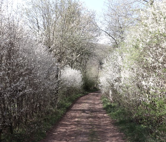 Wanderweg 100, &copy; Tourist-Info Islek