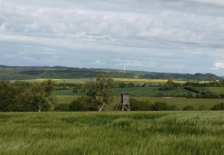 Igel 2, &copy; Nicole Zimmer