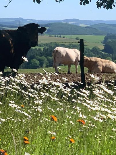 A meadow with grazing cows and colorful flowers in the foreground. In the background, gentle hills and a blue sky can be seen.