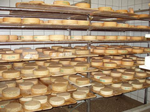 Ein Käselager mit vielen Käselaiben auf Regalen. Die Käselaibe sind ordentlich angeordnet und haben verschiedene Größen.