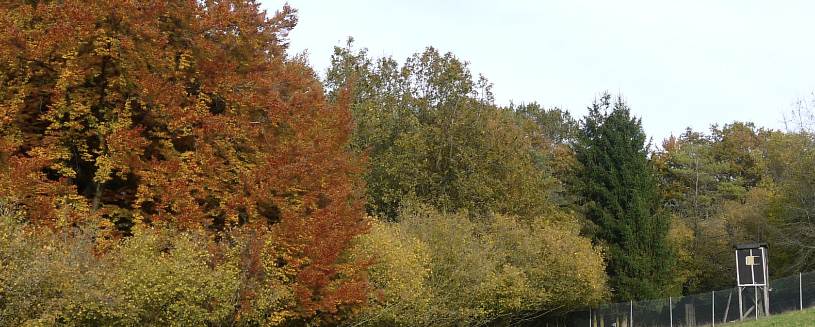 Kleurrijke herfstbomen aan de rand van het bos met een verhoogde schuilhut en een groen veld op de voorgrond., &copy; Berscheid